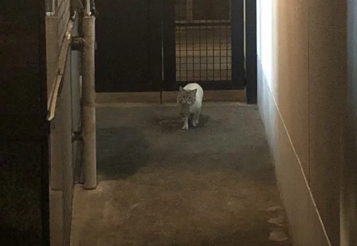 深夜の散歩日記