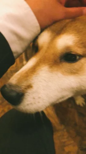 動物はかわいいという話