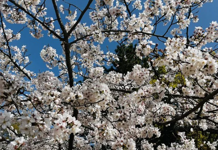 お花見日和