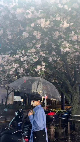 夜桜