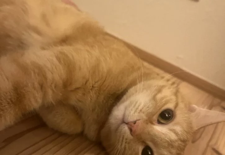 保護猫をお迎えしました