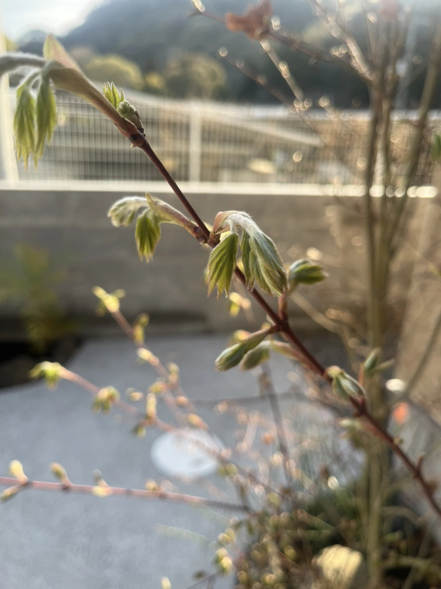 もうすぐ春ですね